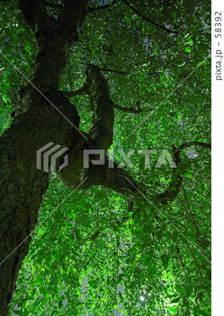 夜の公園～妖しい枝垂 58392