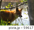 キタキツネ 59617