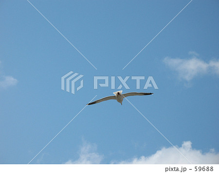 青ソラと鴎* 59688