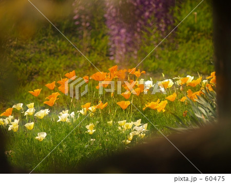 秘密の花園 60475