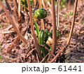 にょき 61441