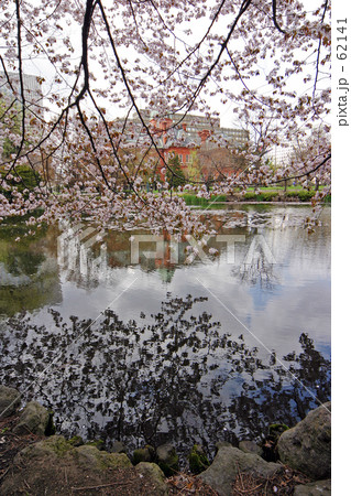 桜/池 62141