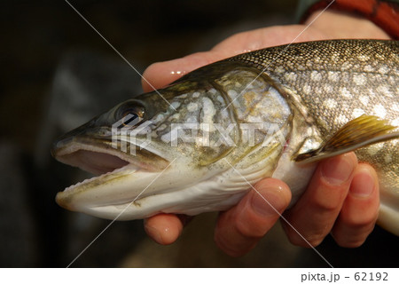 レイクトラウト1 62192