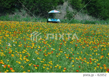 ポピーとベンチ 62852