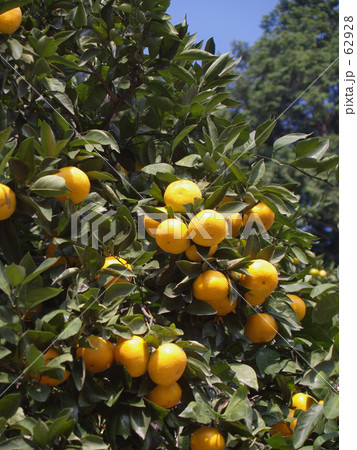 ミカン狩り 62928