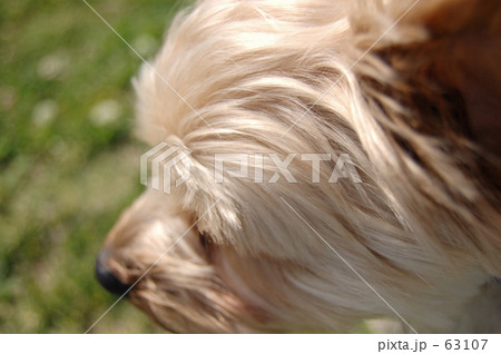 ココア・・・ 63107