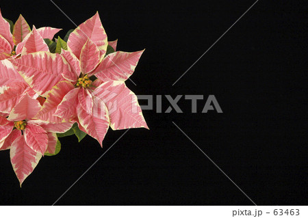 ポインセチア 63463