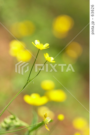 ウマノアシガタ ウマノアシガタ 63626