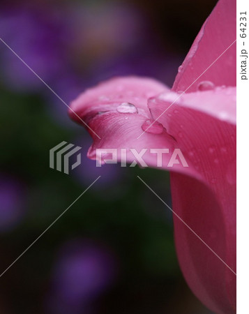 tulipの涙 64231