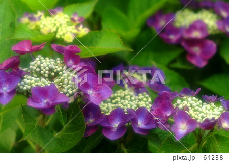 アジサイ -8 64238