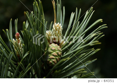 松ぼっくり 64351