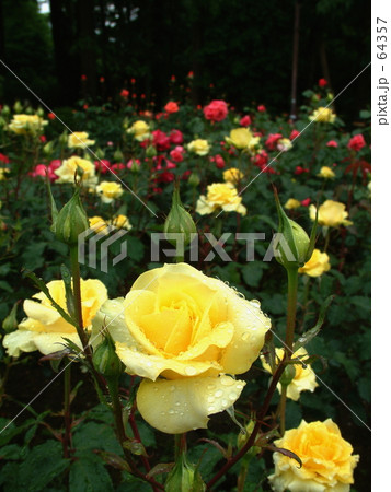 雨上がりのバラ園 雨上がりのバラ園 64357