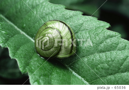 蝸牛 65036