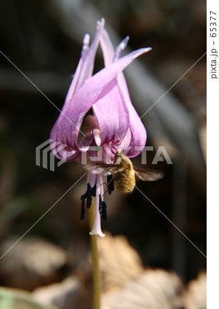 早春の出会い 65377