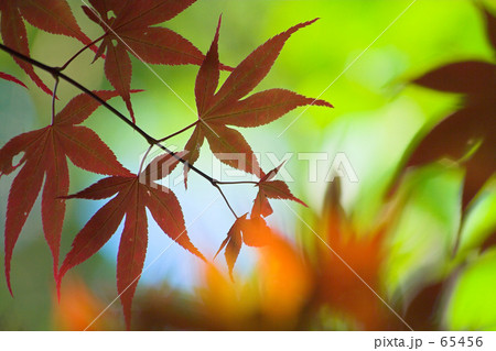 萌える・赤い新緑・２ 65456