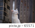 猫 65571