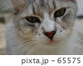 猫 65575