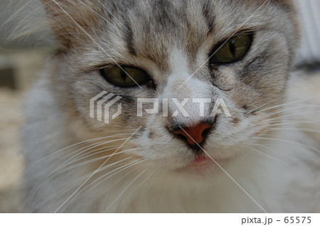 猫 65575