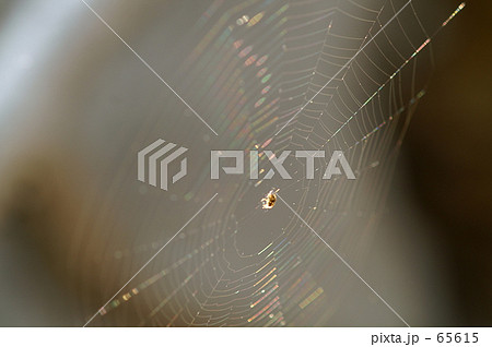 虹色に輝いて 65615