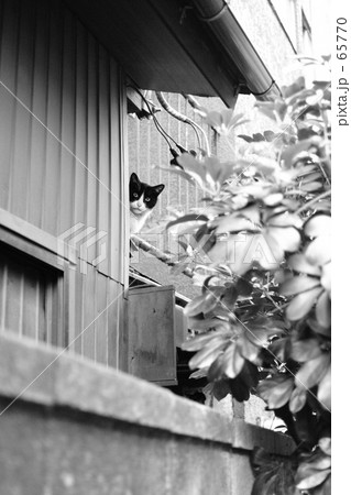 呼んだ? 呼んだ? 65770