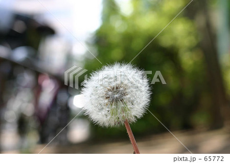 わたぼうし 65772