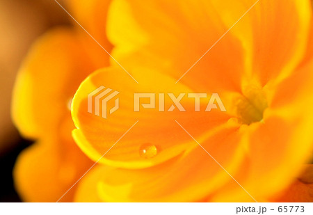 黄色い花と水滴 黄色い花と水滴 65773