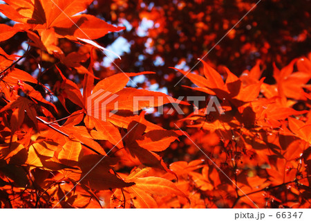 春紅葉楓 66347