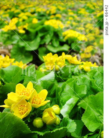 早春賦 9 早春賦 9 66442