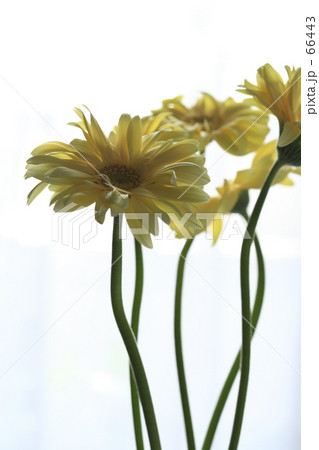 ガーベラ 66443