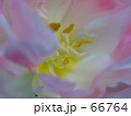 花芯　１ 66764