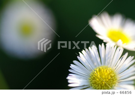 ひめじおん 66856