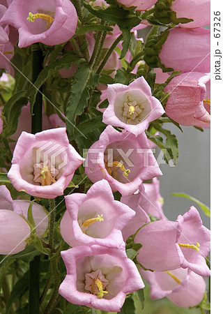 ツリガネソウ 67326