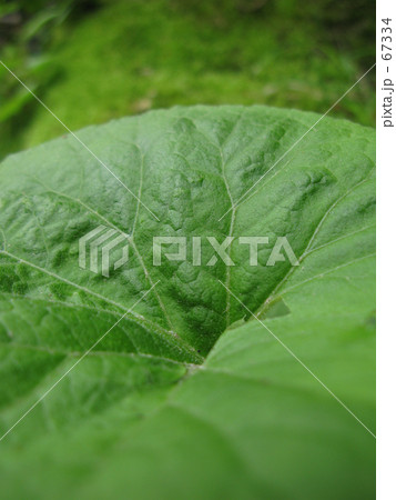 蕗の葉 67334