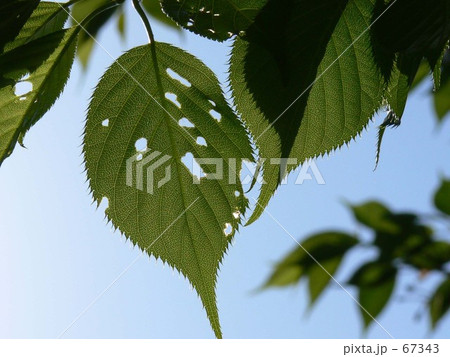 ムシクイハッパ 67343