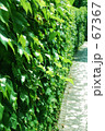 葉っぱ 67367