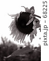 向日葵 68225