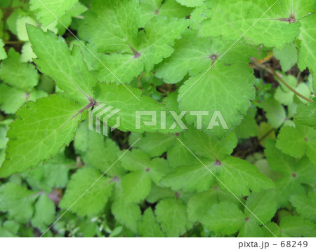 わが家の小さな新鮮三つ葉畑 わが家の小さな新鮮三つ葉畑 68249