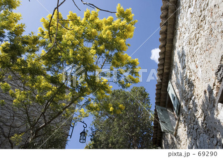 ミモザ ミモザ 69290