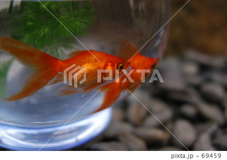 金魚鉢 金魚鉢 69459