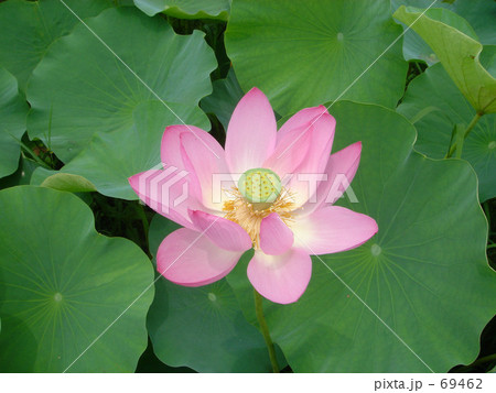 ハスの花 ハスの花 69462