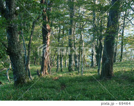 笹の森 笹の森 69464