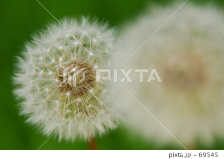 タンポポんた 69545