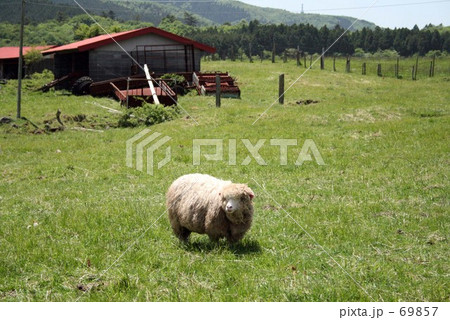 Sheep Sheep 69857