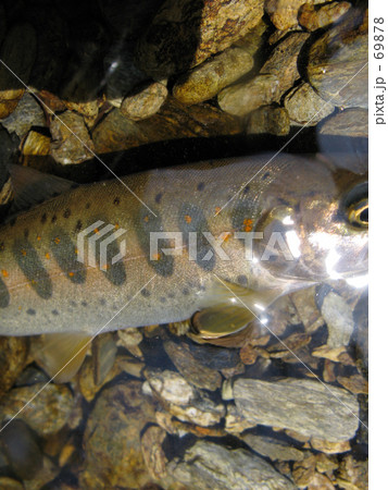 美しいパーマーク 美しいパーマーク 69878