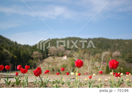 赤いチューリップ 70196