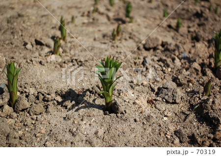 芽が出た 70319