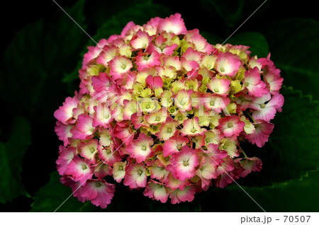 紫陽花 紫陽花 70507