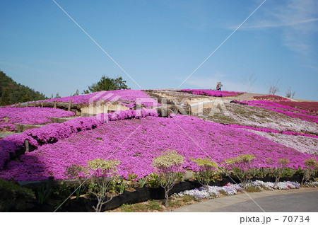 芝桜と青空 70734