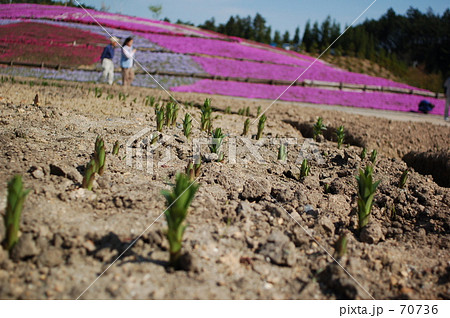チューリップの芽と芝桜 70736