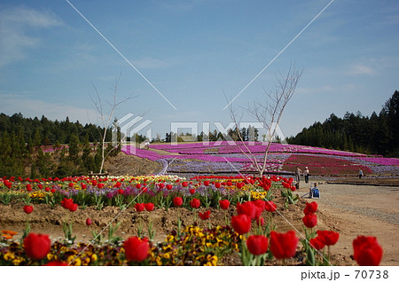 チューリップ・芝桜・青空 70738